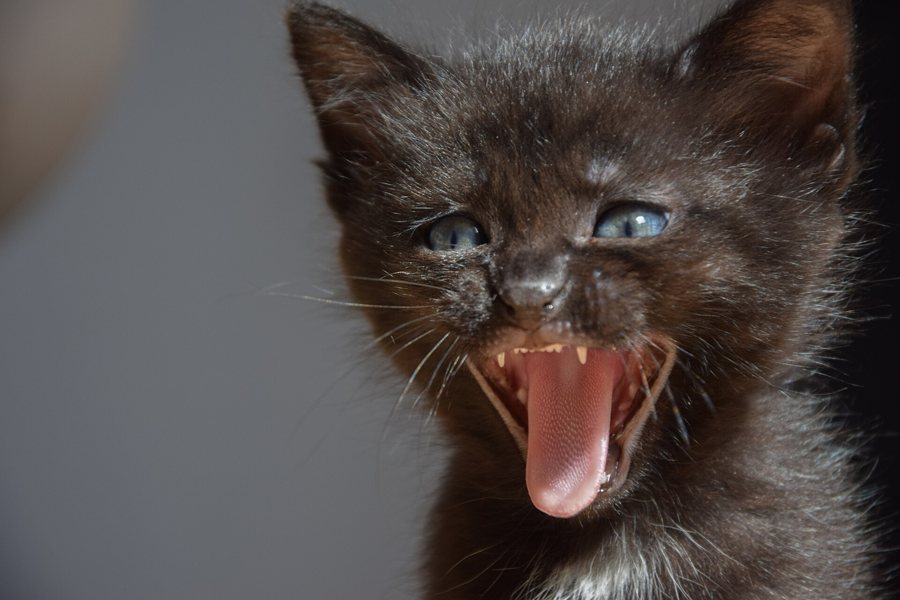 Котёнок, зевок анфас
