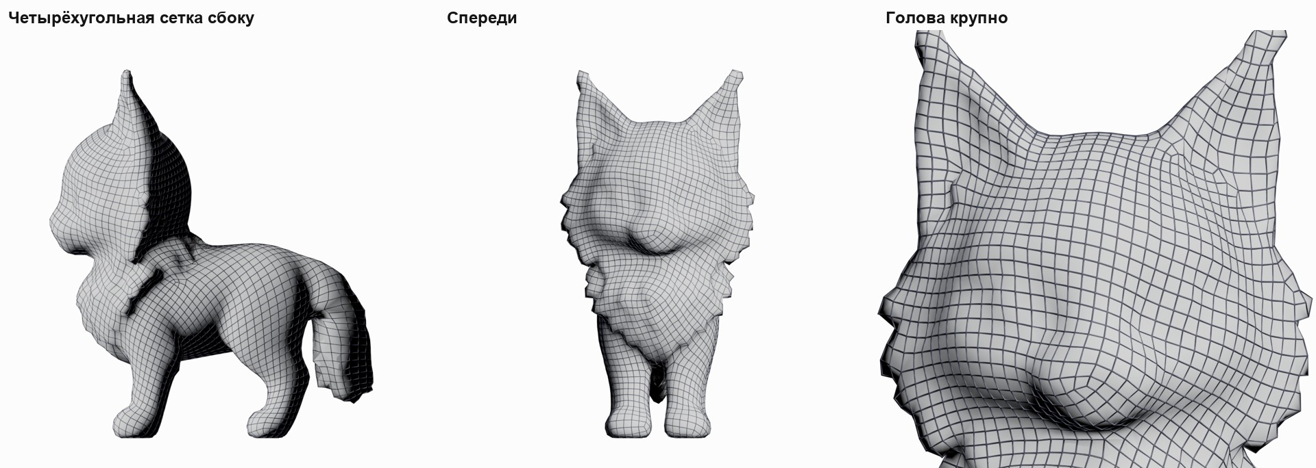 Четырёхугольная сетка кота